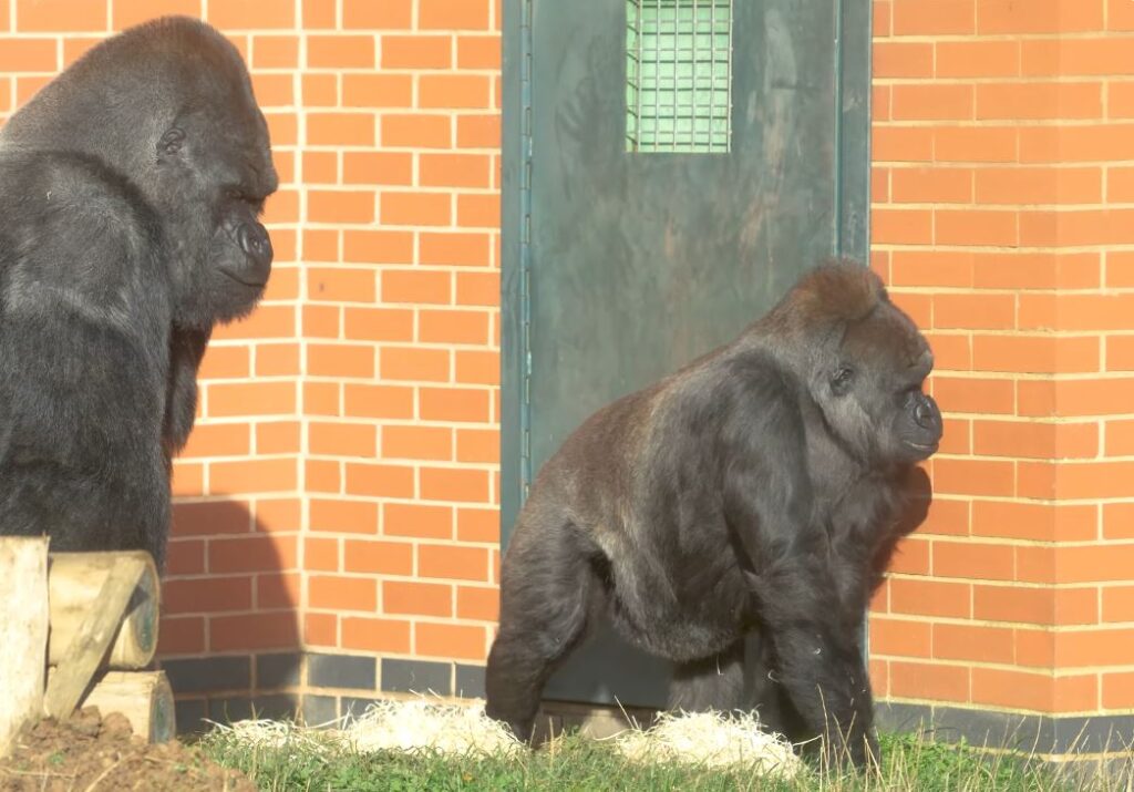 Twycross Zoo Weather